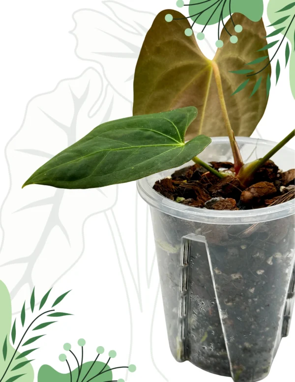 Anthurium Dark Phoenix X Ø-10cm H-20cm, Bigos - obrazek 5