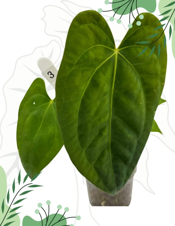 Anthurium Dark Phoenix X Ø-10cm H-20cm, Mech - obrazek 4