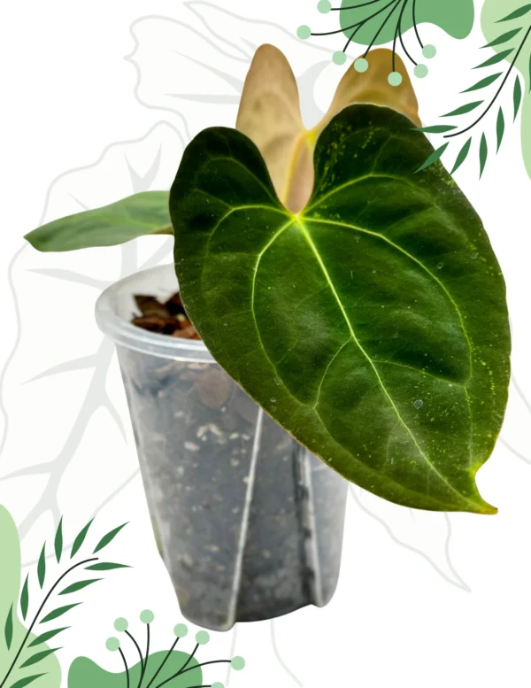 Anthurium Dark Phoenix X Ø-10cm H-20cm, Bigos - obrazek 4