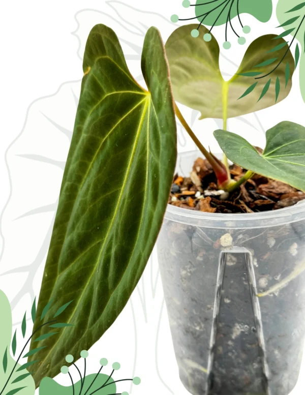 Anthurium Dark Phoenix X Ø-10cm H-20cm, Bigos - obrazek 3