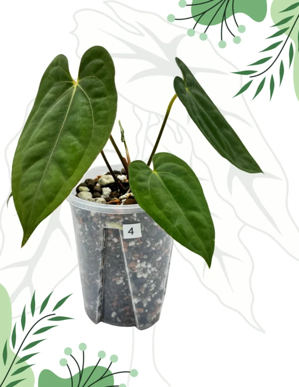 Anthurium Dark Phoenix X Ø-10cm H-20cm, Mech