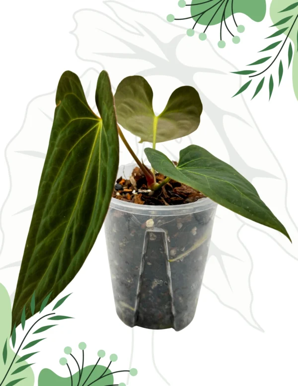 Anthurium Dark Phoenix X Ø-10cm H-20cm, Bigos - obrazek 2
