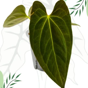 Anthurium Dark Phoenix X Ø-10cm H-20cm, Bigos