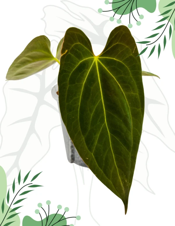 Anthurium Dark Phoenix X Ø-10cm H-20cm, Bigos