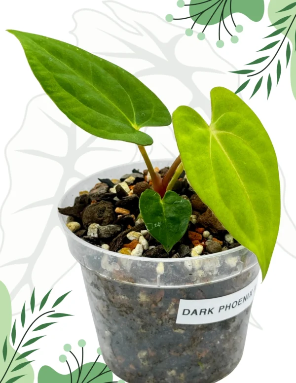 Anthurium Dark Phoenix x Papillilaminum Ø-6cm H-15cm - obrazek 3
