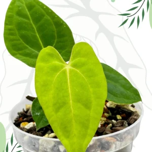 Anthurium Dark Phoenix x Papillilaminum Ø-6cm H-15cm