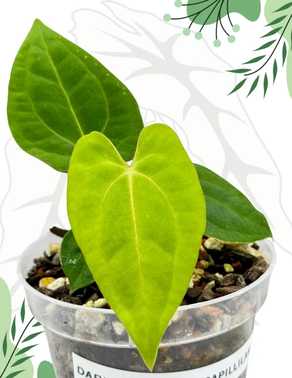 Anthurium Dark Phoenix x Papillilaminum Ø-6cm H-15cm