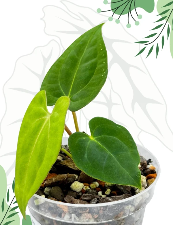 Anthurium Dark Phoenix x Papillilaminum Ø-6cm H-15cm - obrazek 4