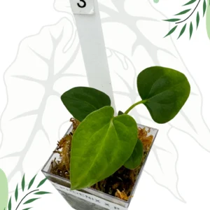 Anthurium Dark Phoenix x Papillilaminum Ø-6cm