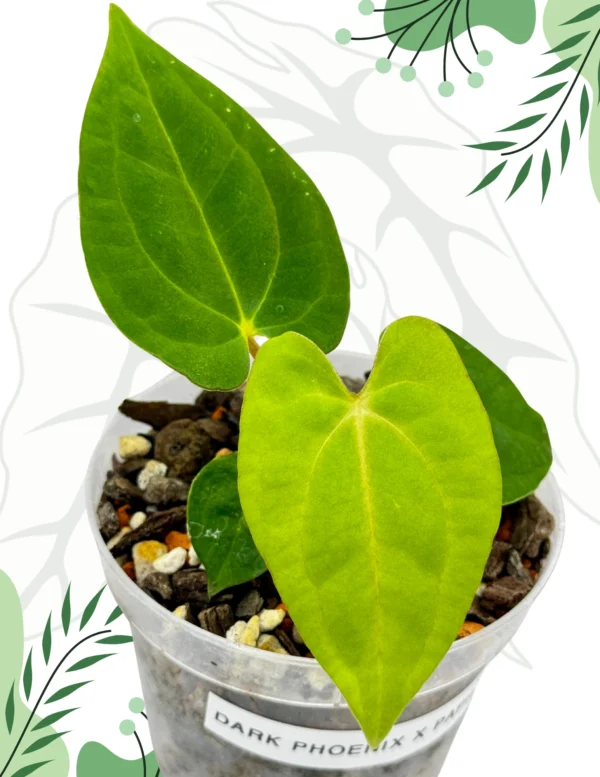 Anthurium Dark Phoenix x Papillilaminum Ø-6cm H-15cm - obrazek 2