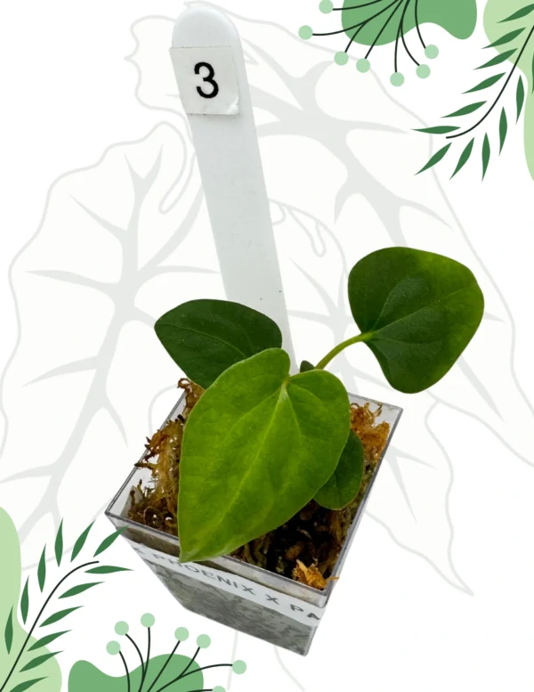 Anthurium Dark Phoenix x Papillilaminum Ø-6cm