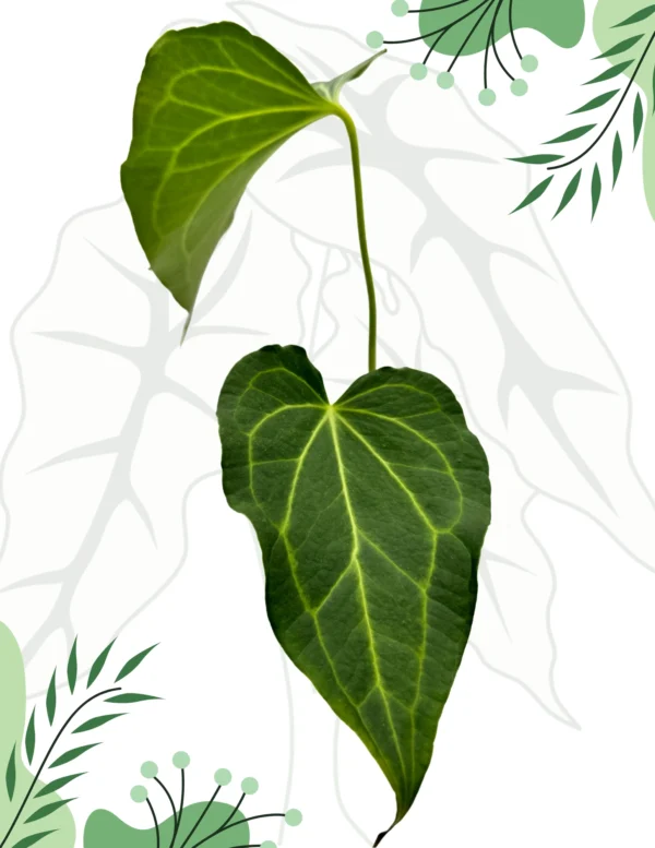 Anthurium Delta Force DØ-9cm H-25cm - obrazek 3