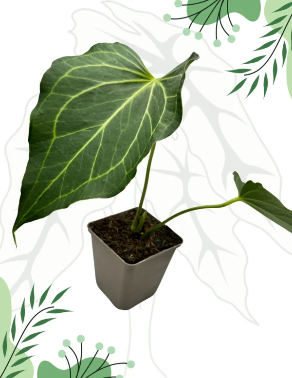 Anthurium Delta Force DØ-9cm H-25cm - obrazek 2