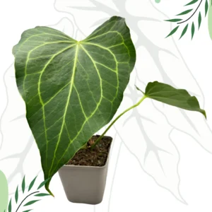 Anthurium Delta Force DØ-9cm H-25cm