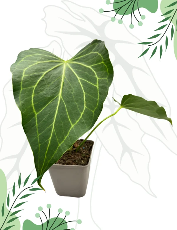 Anthurium Delta Force DØ-9cm H-25cm
