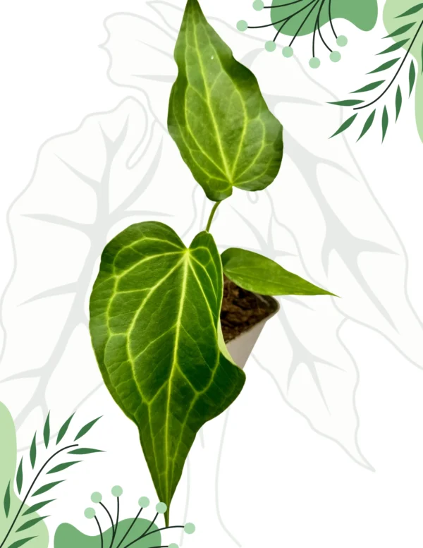 Anthurium Delta Force DØ-9cm H-25cm