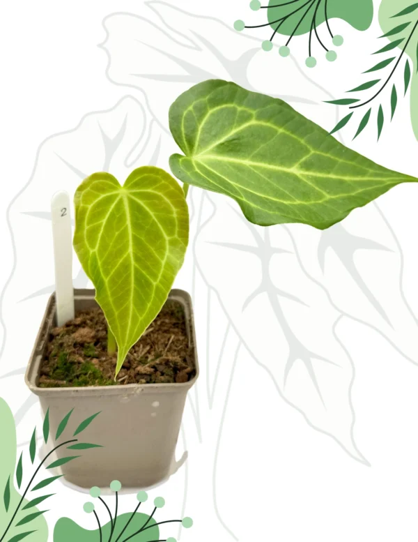 Anthurium Delta Force DØ-9cm H-25cm - obrazek 2