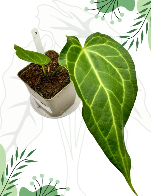 Anthurium Delta Force DØ-9cm H-25cm - obrazek 3