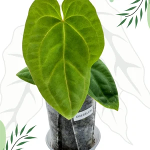 Anthurium Dressleri Ø-10cm H-20cm