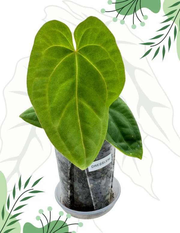 Anthurium Dressleri Ø-10cm H-20cm