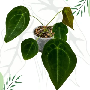 Anthurium Forgetti Ø-12cm H-35cm