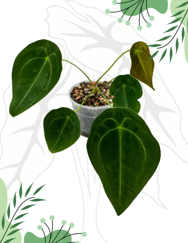 Anthurium Forgetti Ø-12cm H-35cm
