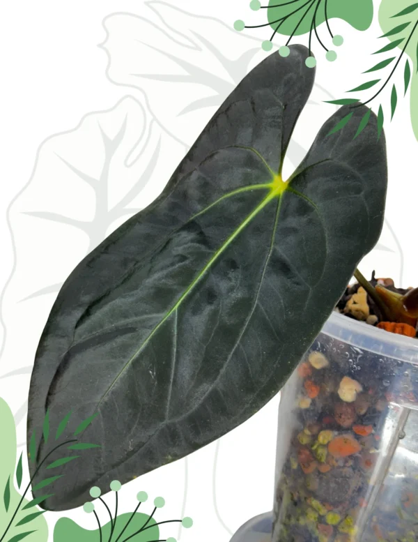 Anthurium Fort Sherman x Guna Yala Ø-10cm H-15cm - obrazek 4