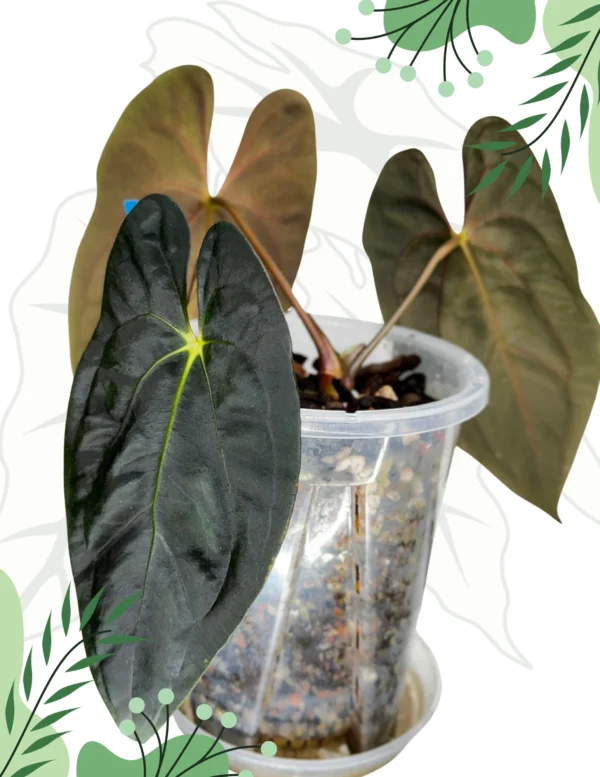 Anthurium Fort Sherman x Guna Yala Ø-10cm H-15cm - obrazek 3
