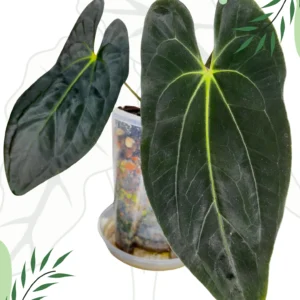 Anthurium Fort Sherman x Guna Yala Ø-10cm H-15cm