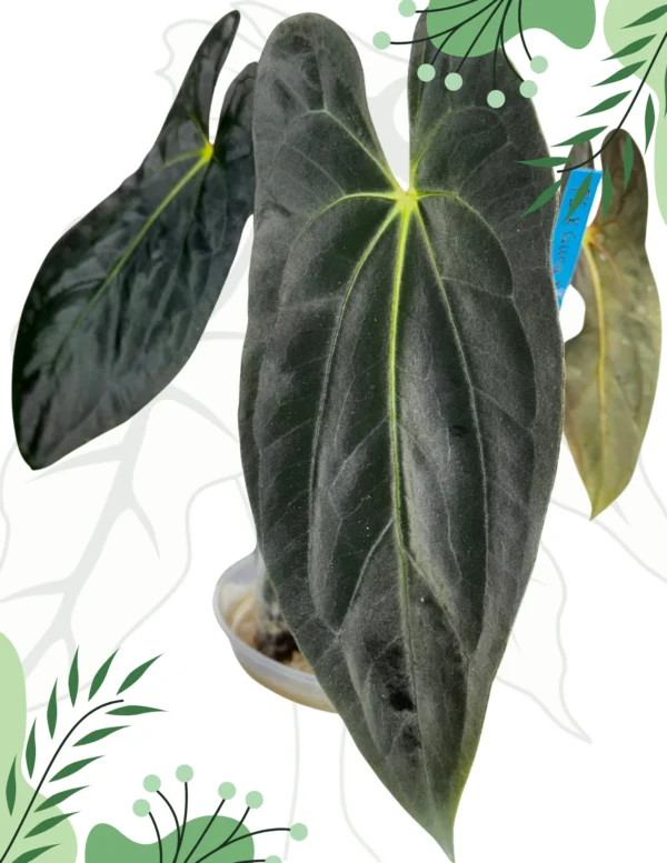 Anthurium Fort Sherman x Guna Yala Ø-10cm H-15cm - obrazek 2
