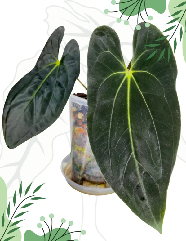 Anthurium Fort Sherman x Guna Yala Ø-10cm H-15cm