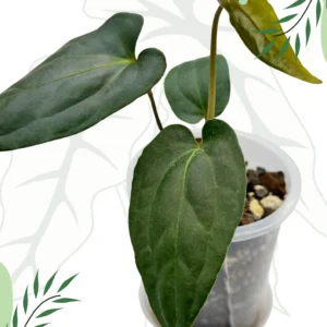 areca palm pictures Palm Dypsis Areca  ShopTropicals