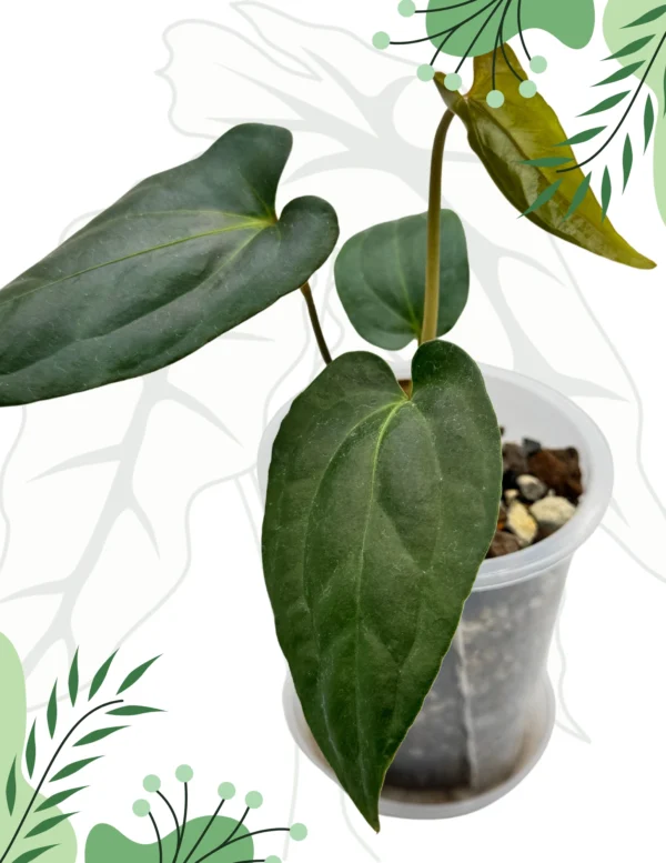 Anthurium Jungle Dreams Ø-12cm H-20cm - obrazek 2