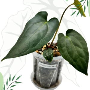 Anthurium Jungle Dreams Ø-12cm H-20cm