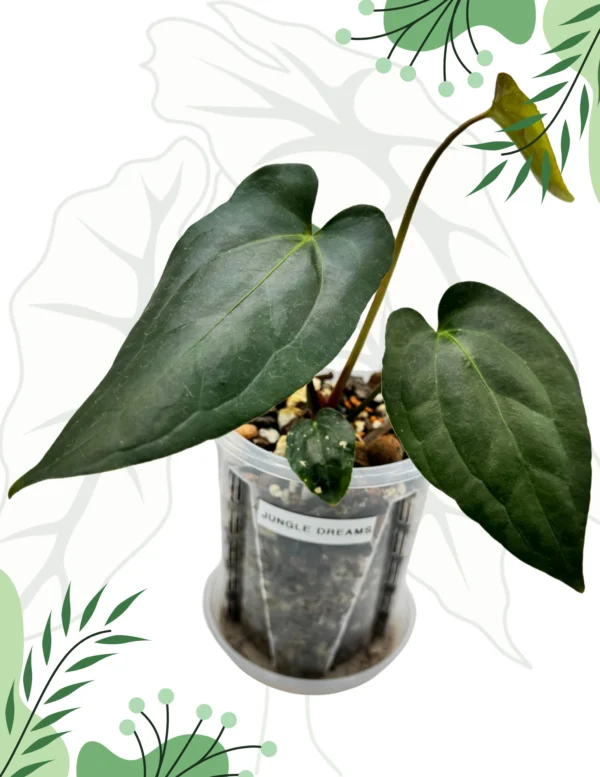 Anthurium Jungle Dreams Ø-12cm H-20cm