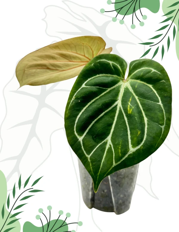 Anthurium King Of Spade Ø-9cm H-15cm - obrazek 4