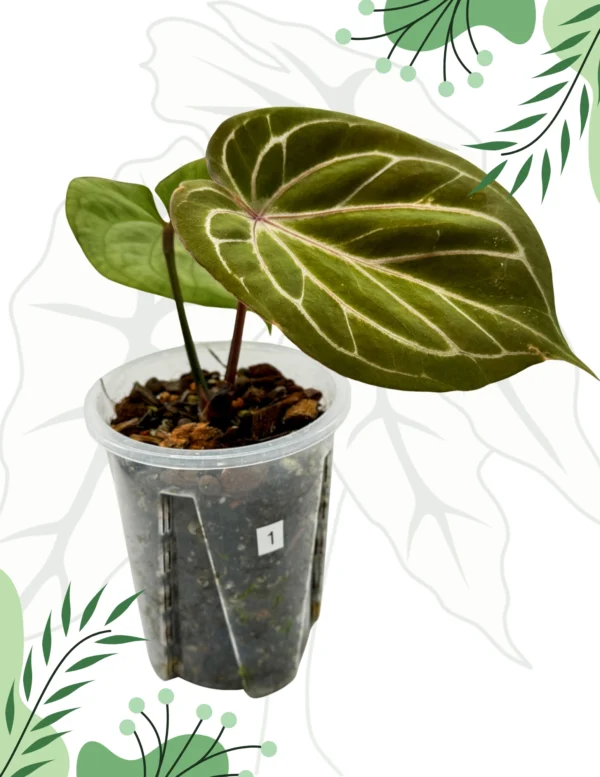 Anthurium King Of Spade Ø-9cm H-15cm - obrazek 3