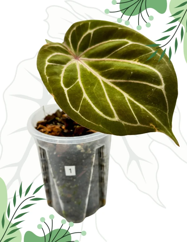 Anthurium King Of Spade Ø-9cm H-15cm - obrazek 2