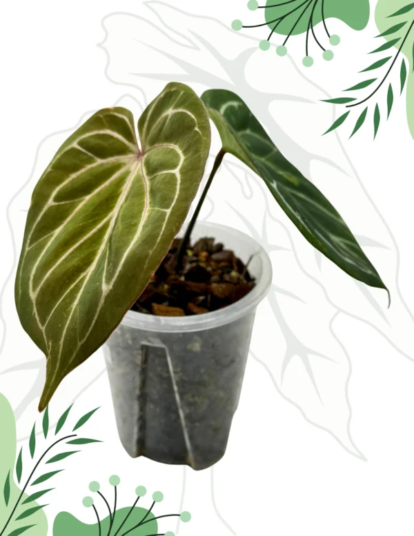 Anthurium King Of Spade Ø-9cm H-15cm