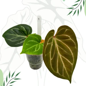 Anthurium King Of Spade Ø-9cm H-15cm