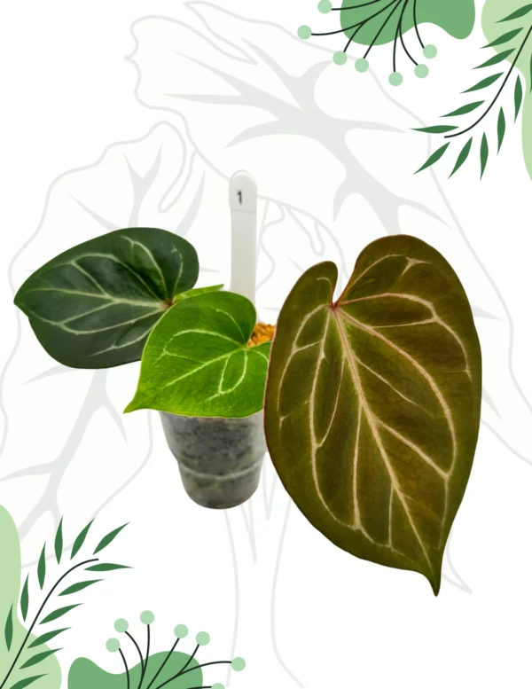 Anthurium King Of Spade Ø-9cm H-15cm