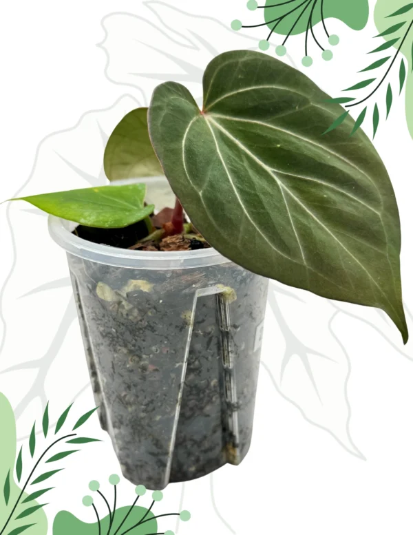 Anthurium King Of Spade Ø-9cm H-15cm - obrazek 8