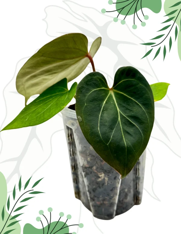 Anthurium King Of Spade Ø-9cm H-15cm - obrazek 7