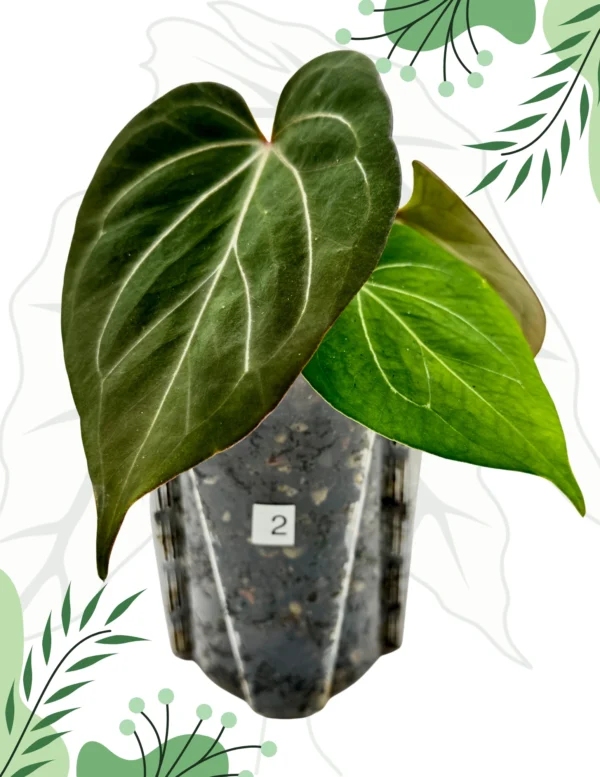 Anthurium King Of Spade Ø-9cm H-15cm - obrazek 6