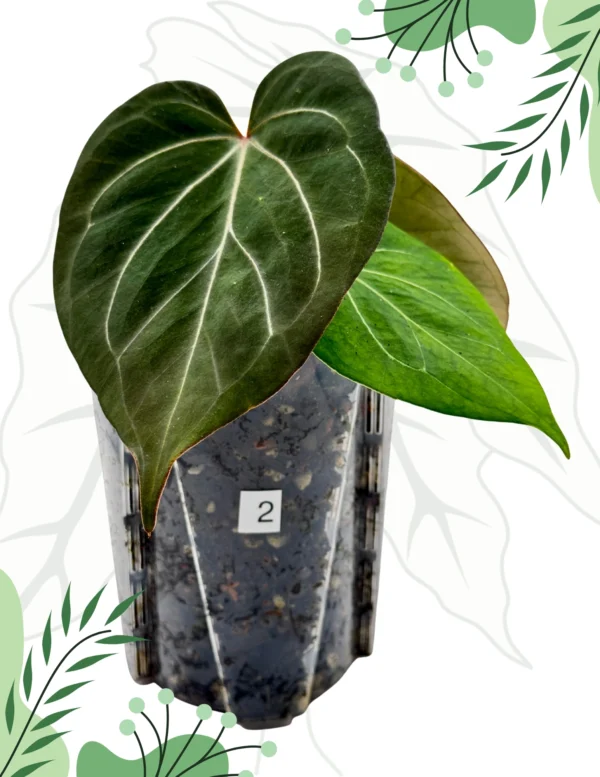 Anthurium King Of Spade Ø-9cm H-15cm - obrazek 5