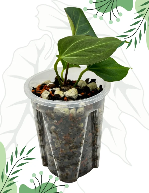 Anthurium King Of Spade Ø-9cm H-15cm - obrazek 9
