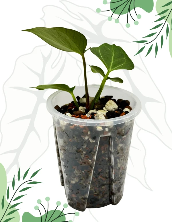 Anthurium King Of Spade Ø-9cm H-15cm - obrazek 11