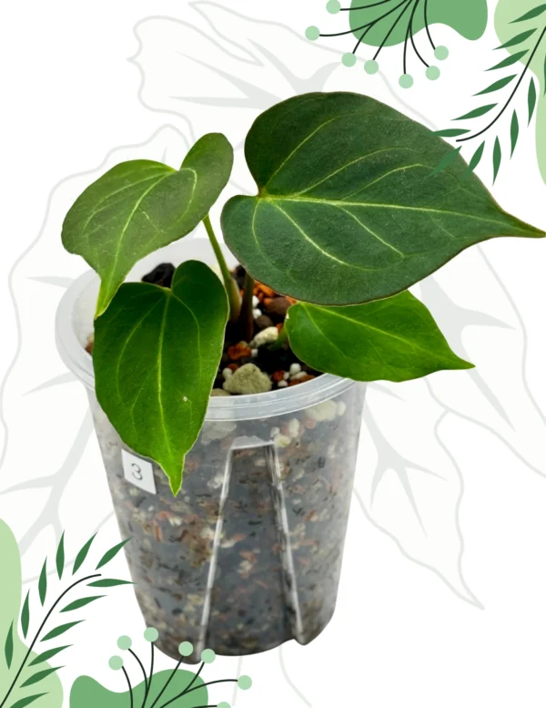 Anthurium King Of Spade Ø-9cm H-15cm - obrazek 10