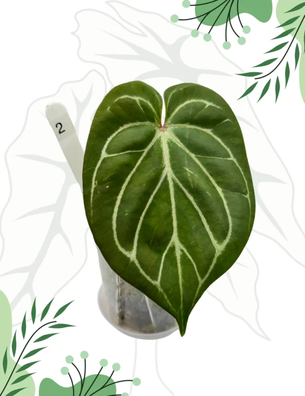 Anthurium King Of Spade Ø-9cm H-15cm - obrazek 2
