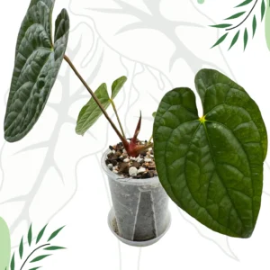 Anthurium Papillilaminum x Luxurians  Ø-9cm H-15cm Bigos + Doniczka Oddychająca - obrazek 3